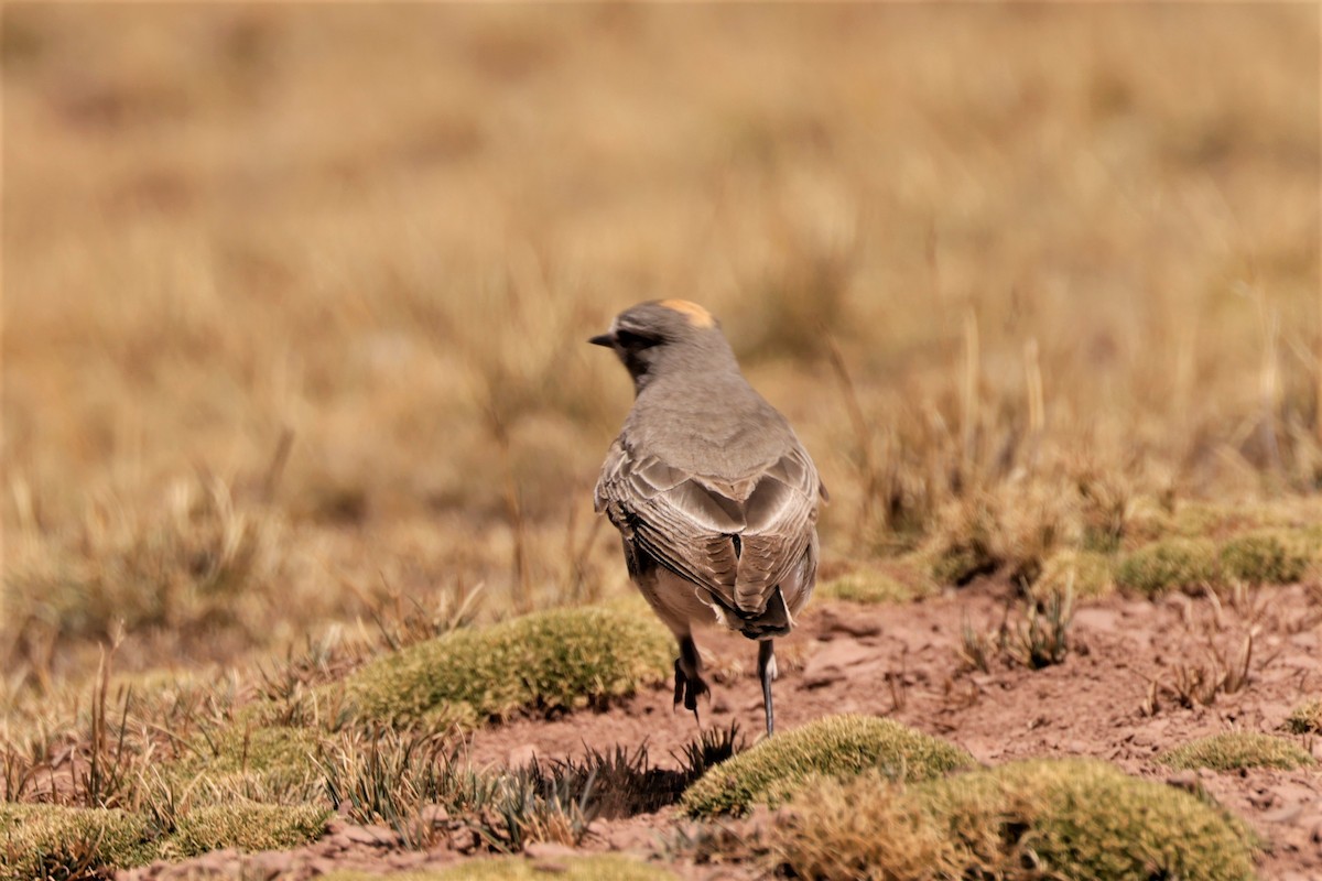Ochre-naped Ground-Tyrant - ML641385016