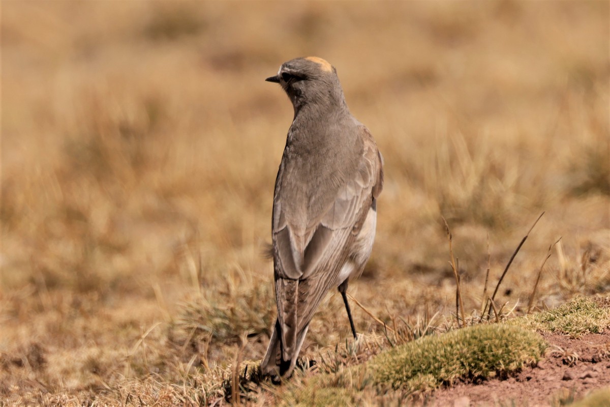 Ochre-naped Ground-Tyrant - ML641385017