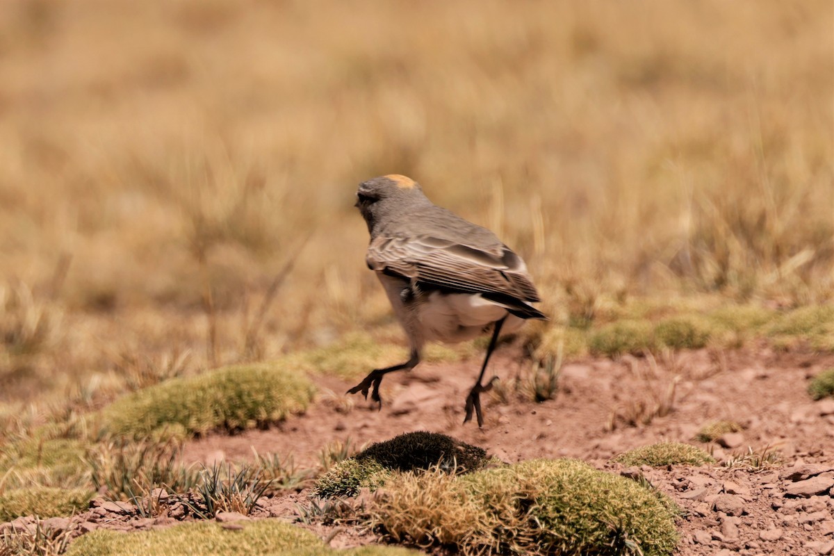 Ochre-naped Ground-Tyrant - ML641385018