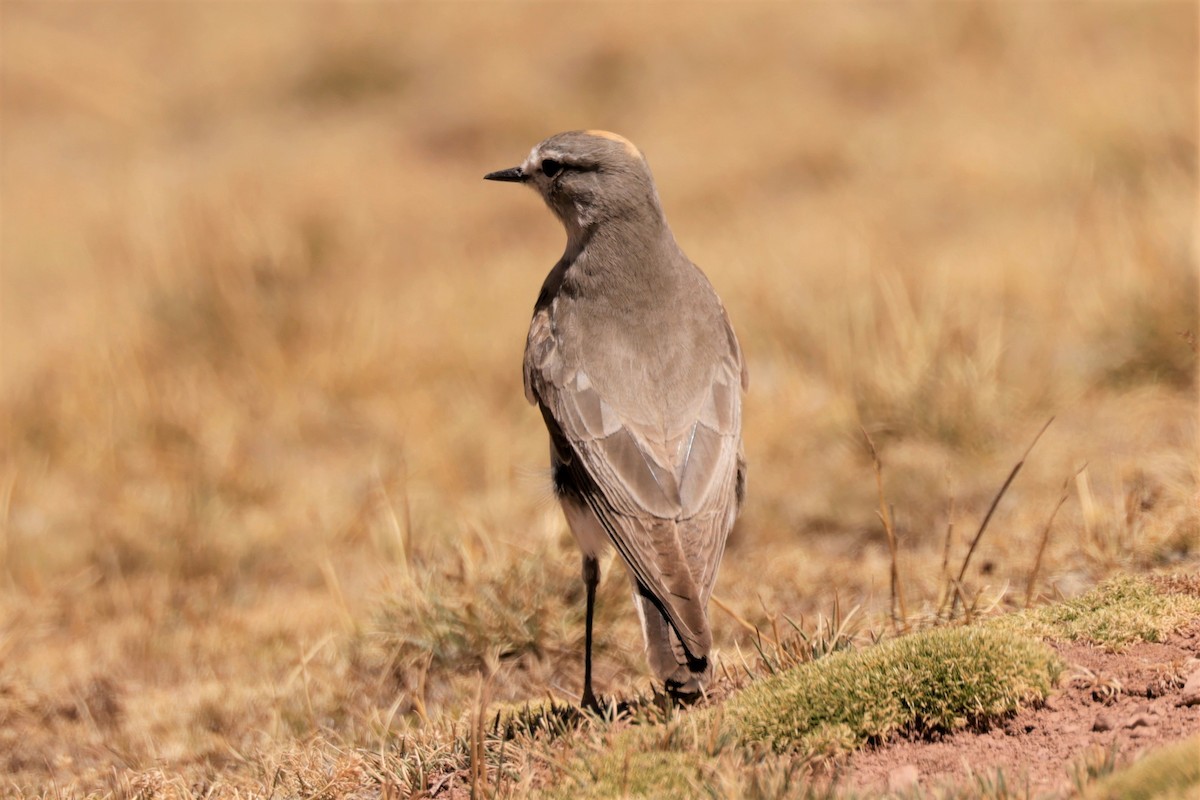 Ochre-naped Ground-Tyrant - ML641385019