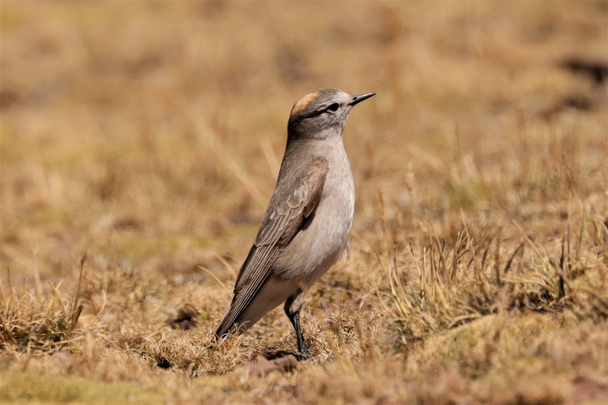 Ochre-naped Ground-Tyrant - ML641385020