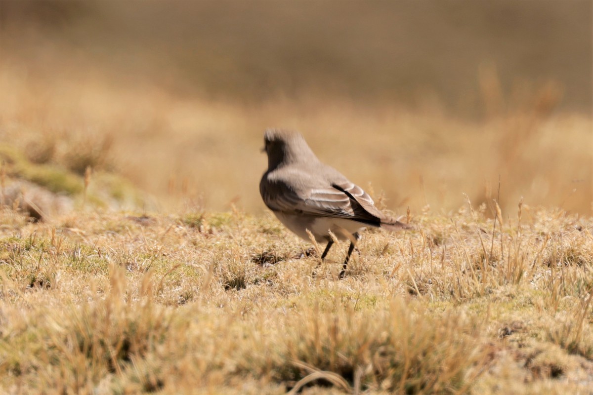 Cinereous Ground-Tyrant - ML641385038