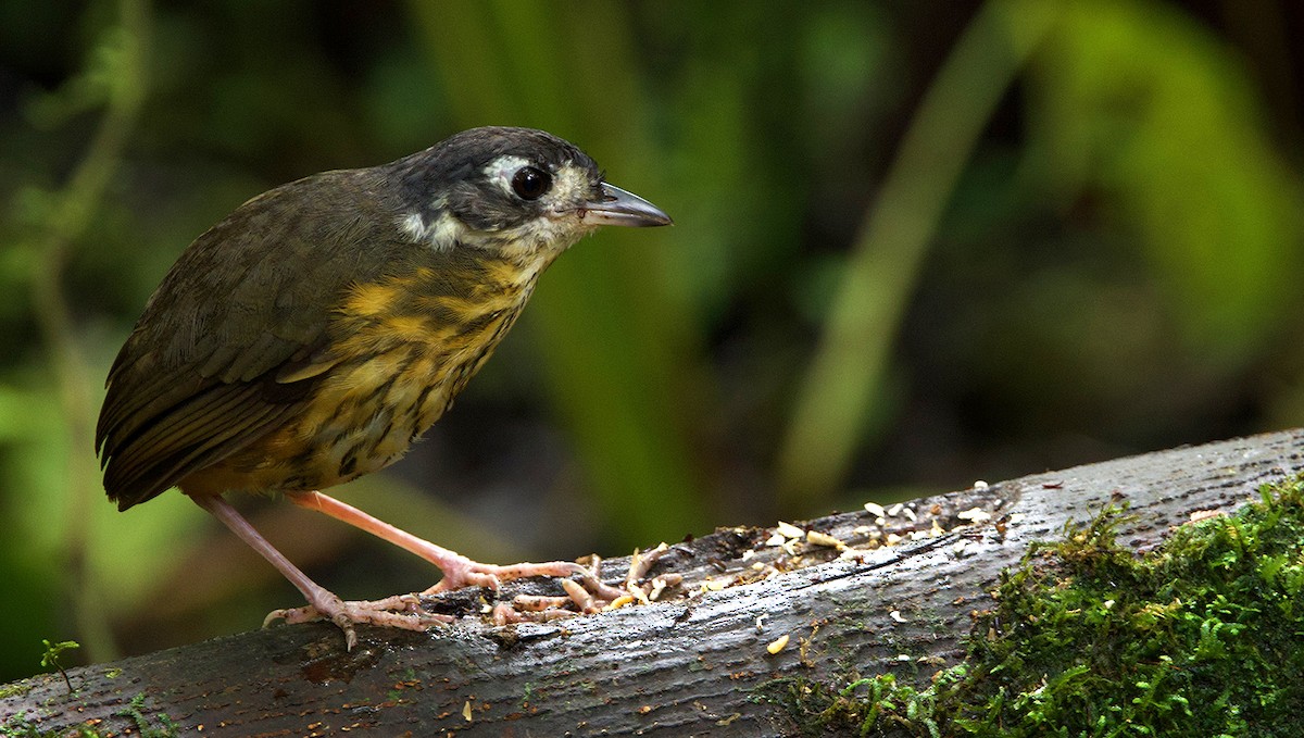 White-lored Antpitta - ML641385051