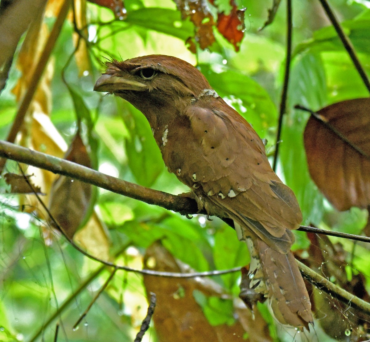 Sri Lanka Frogmouth - ML641385059