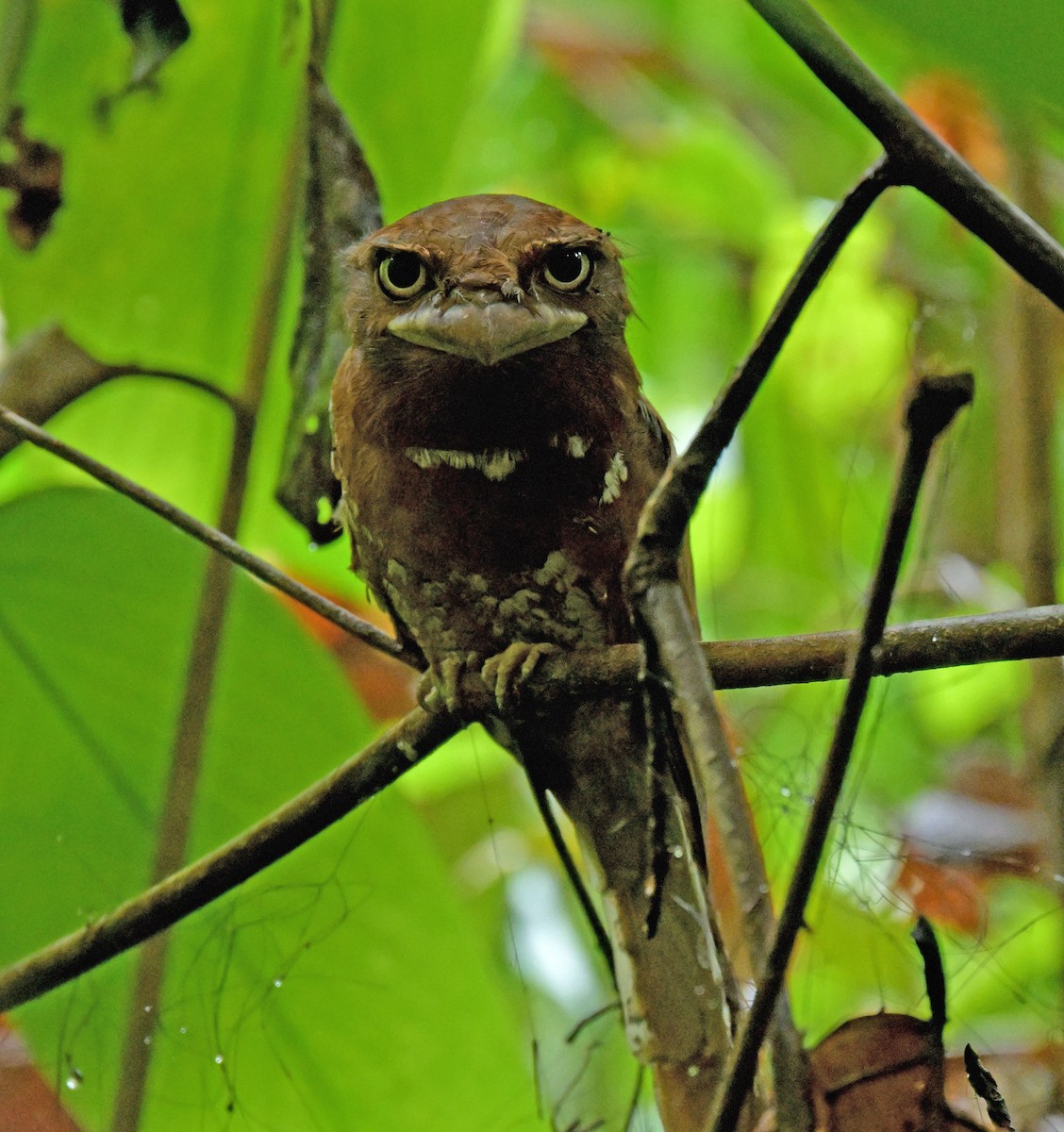 Sri Lanka Frogmouth - ML641385060