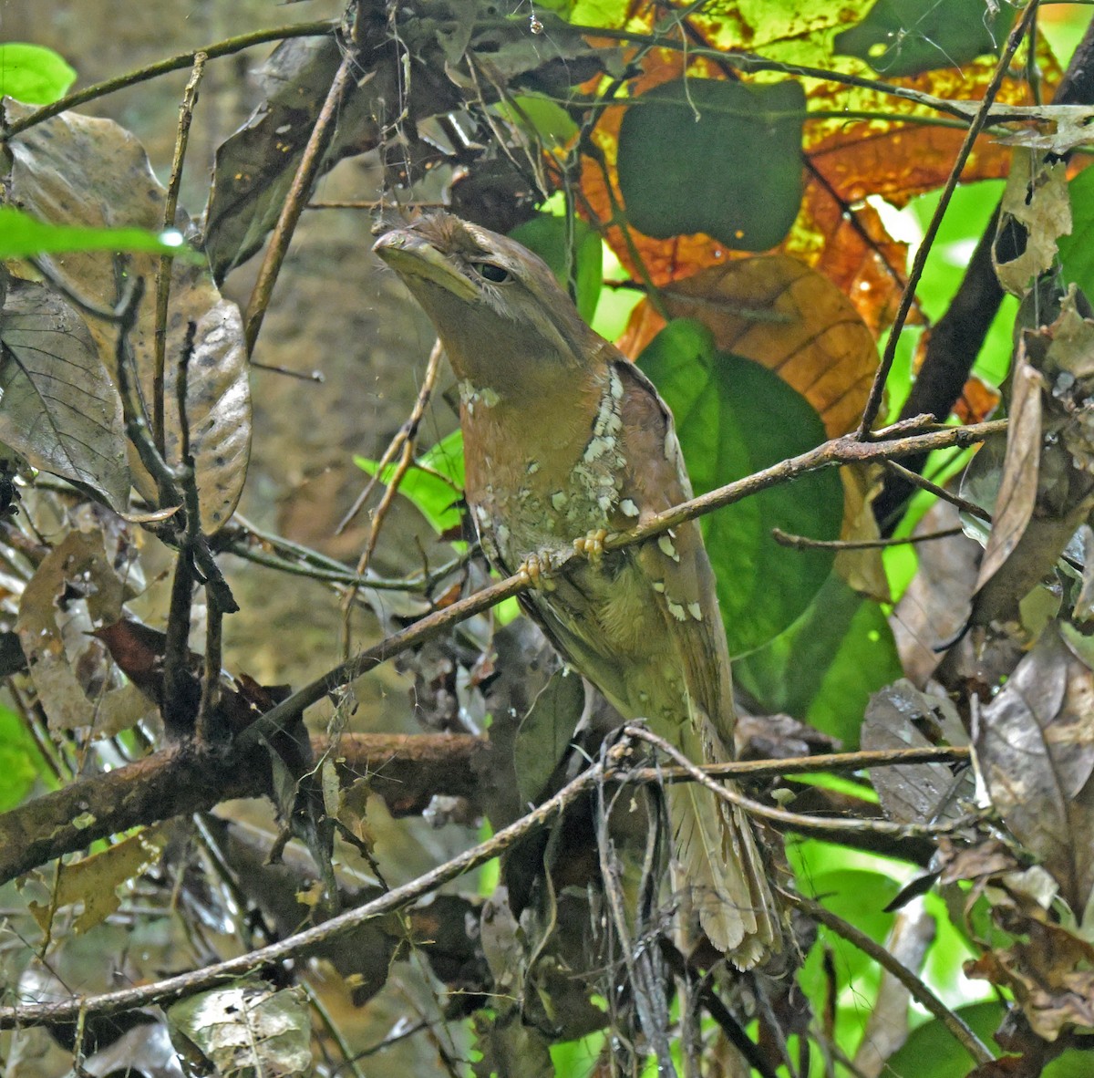 Sri Lanka Frogmouth - ML641385061