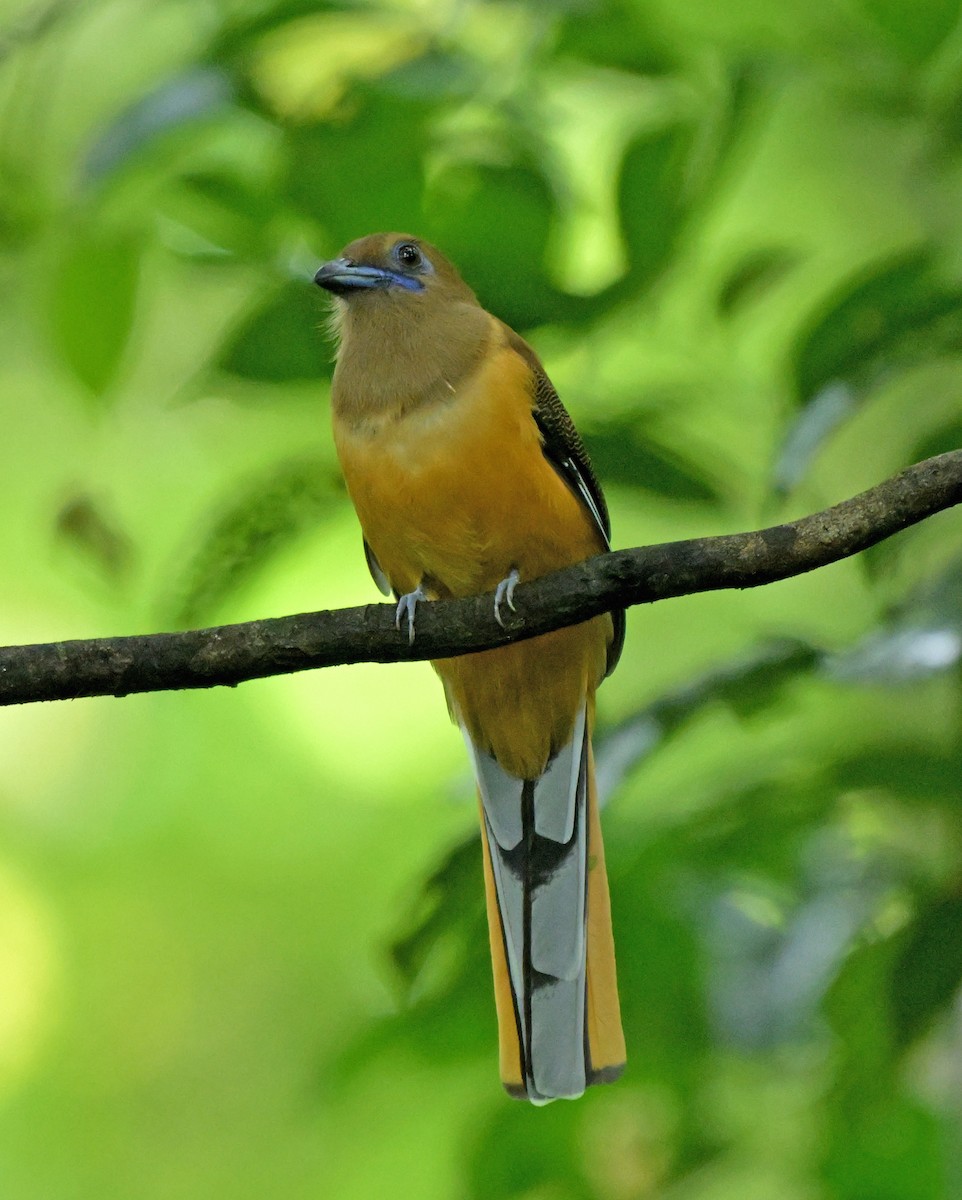 Malabar Trogon - ML641385063