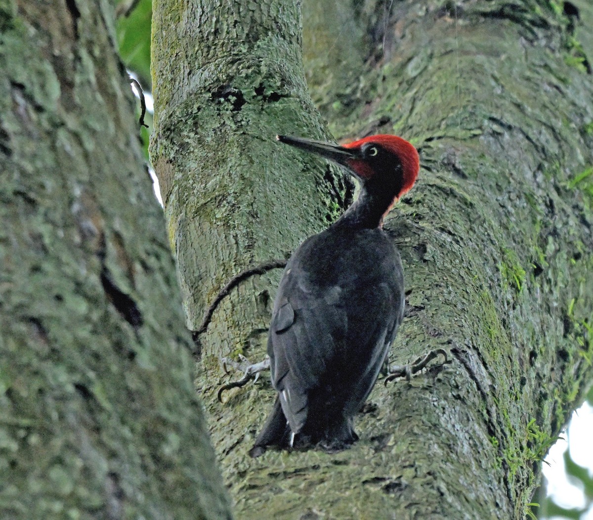 White-bellied Woodpecker - ML641385067