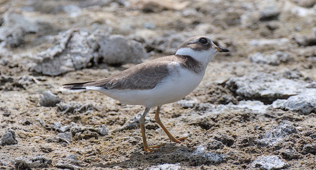Common Ringed Plover - ML641385075