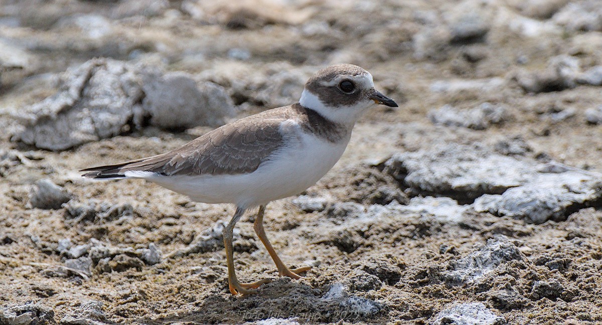 Common Ringed Plover - ML641385076