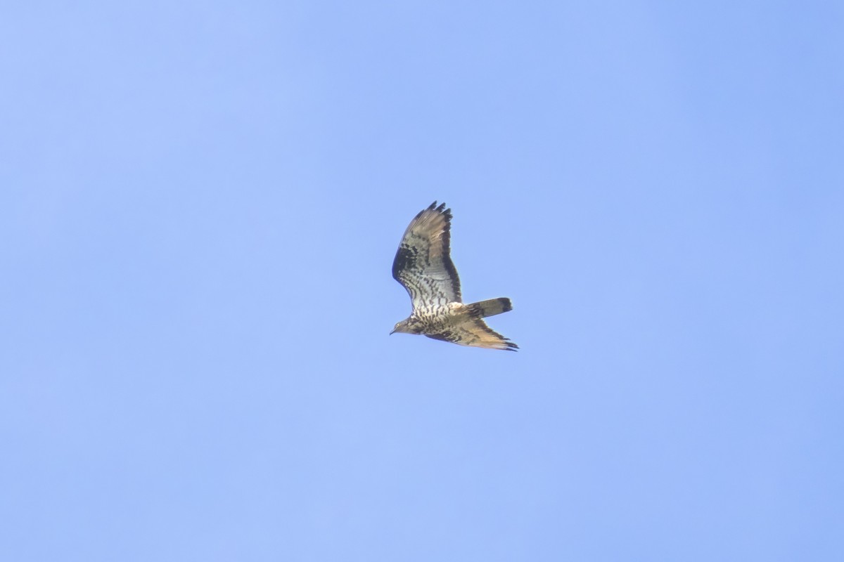 European Honey-buzzard - ML641385082