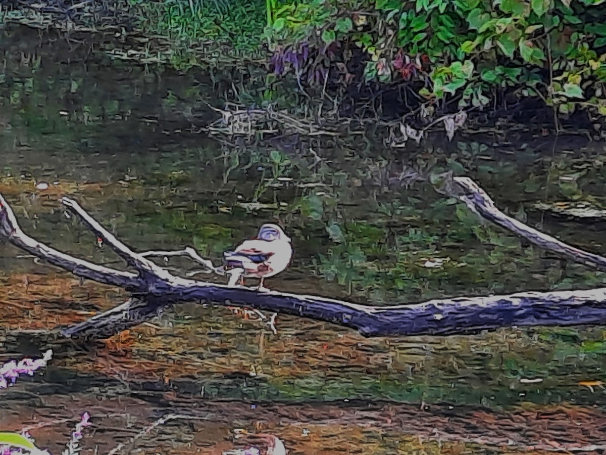 Wood Duck - ML641385083