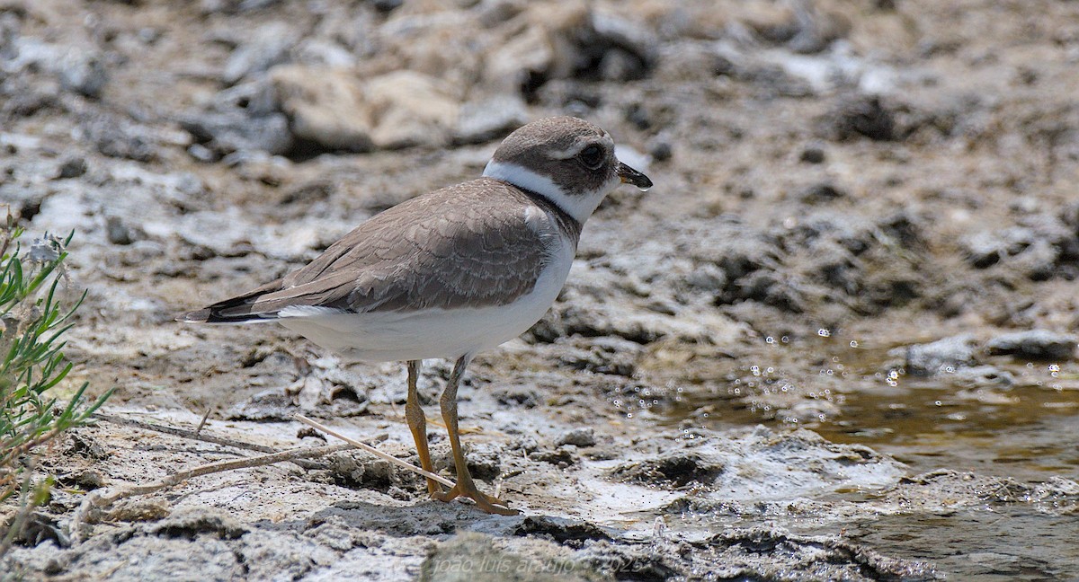Common Ringed Plover - ML641385086