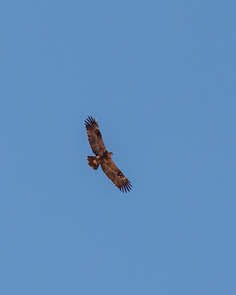 Steppe Eagle - ML641385108