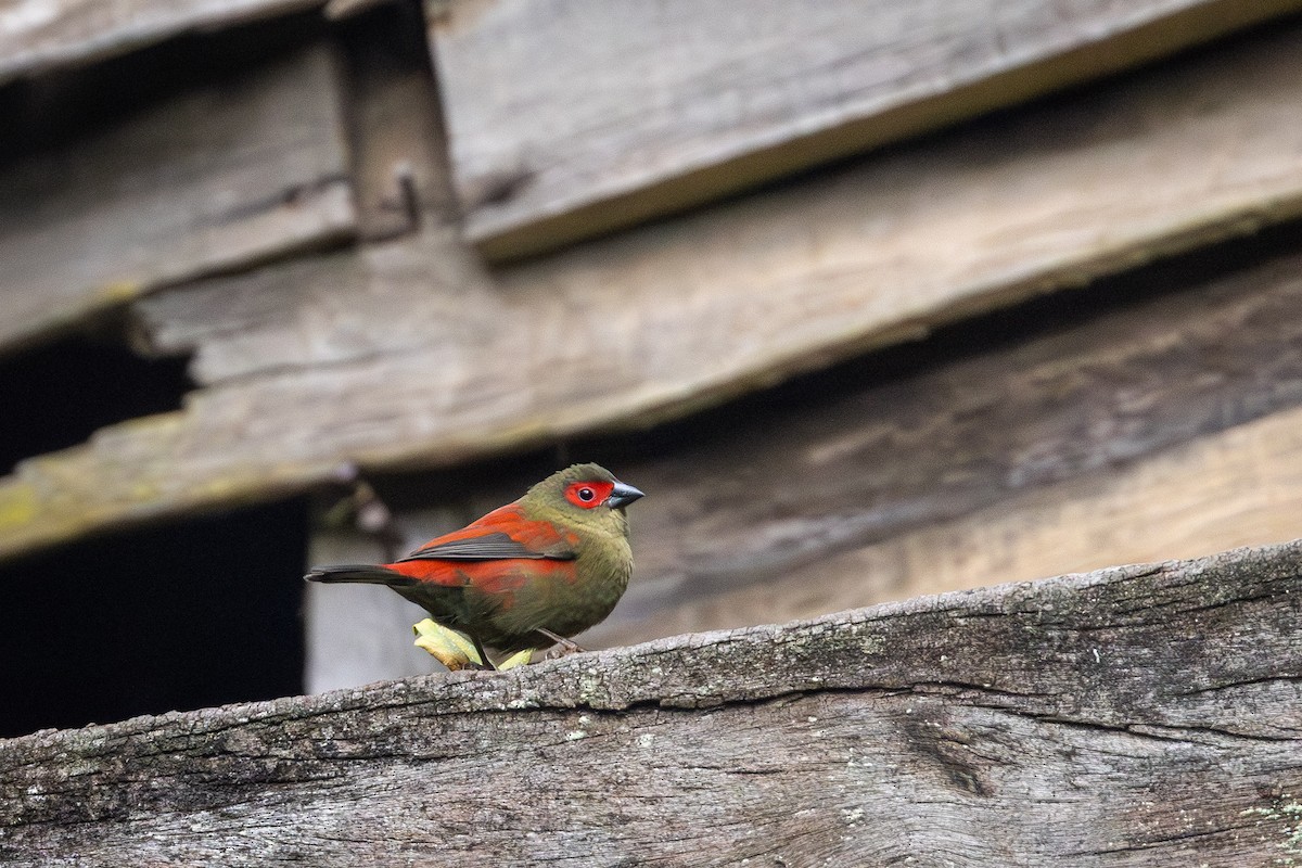 Red-faced Crimsonwing - ML641385148