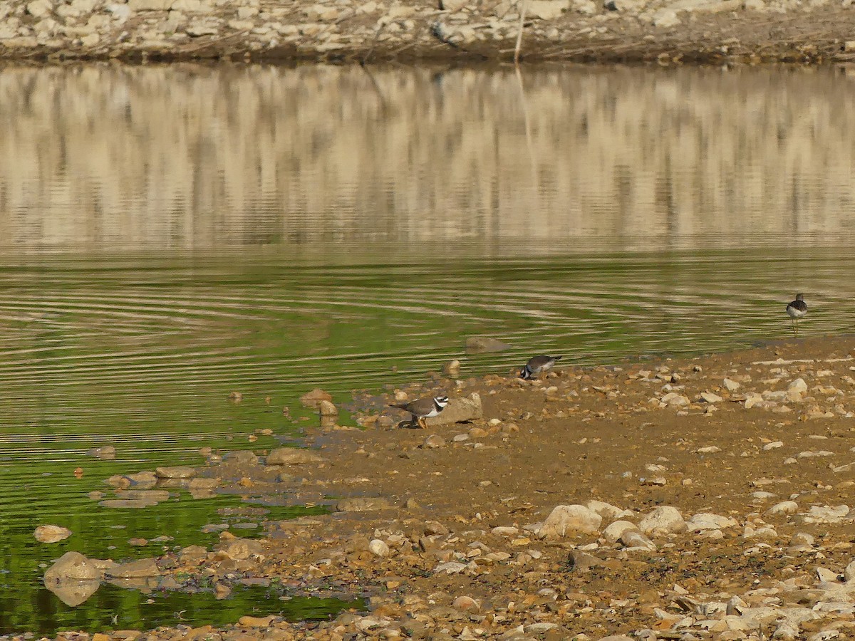 Common Ringed Plover - ML641385171