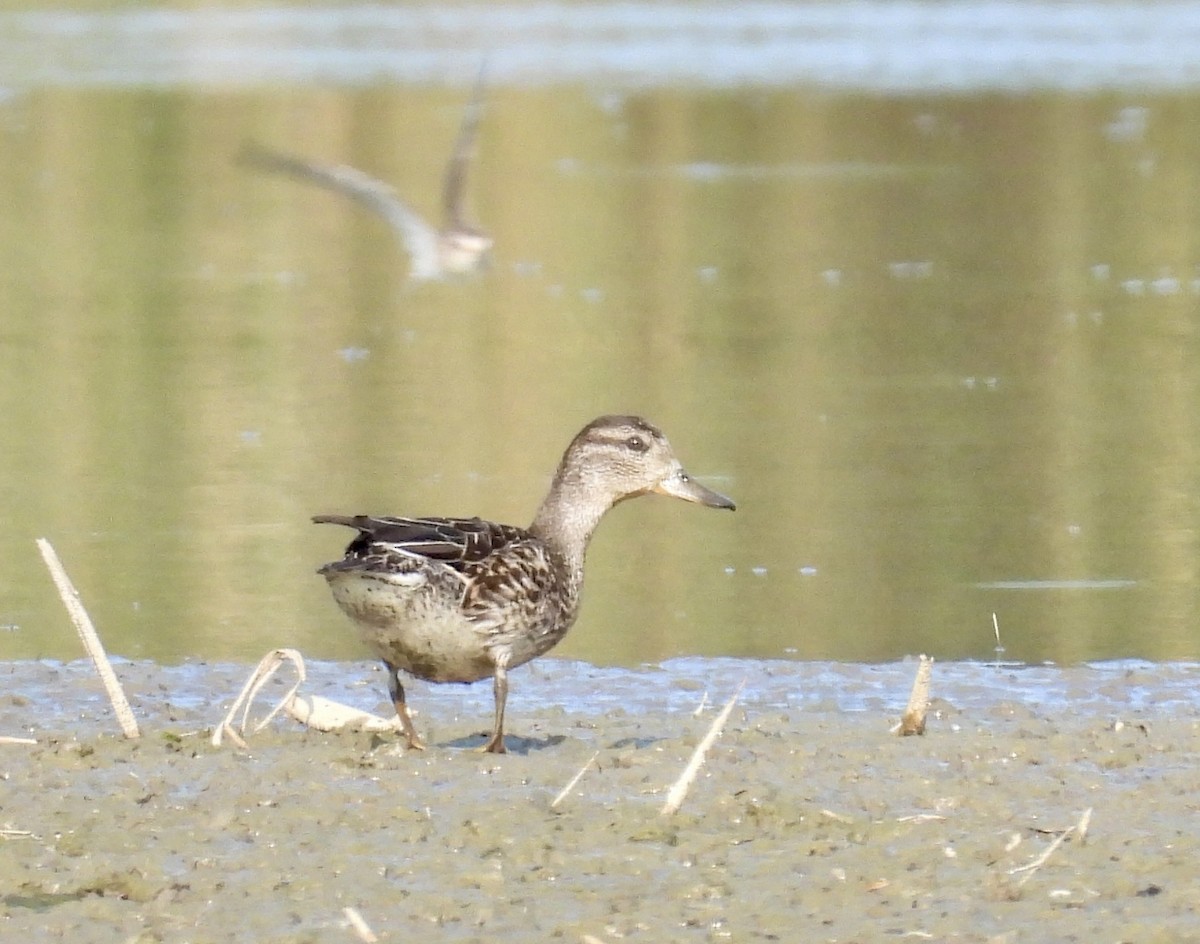 Green-winged Teal (American) - ML641385187