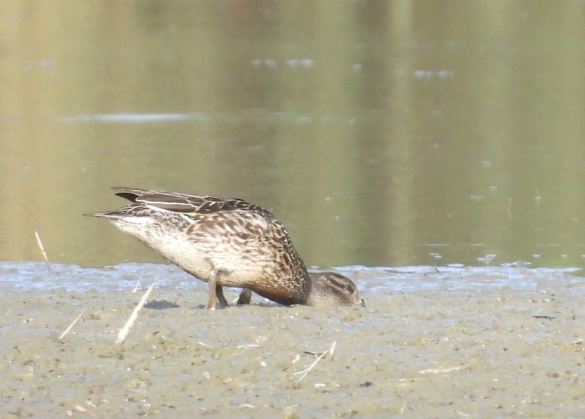 Green-winged Teal (American) - ML641385188