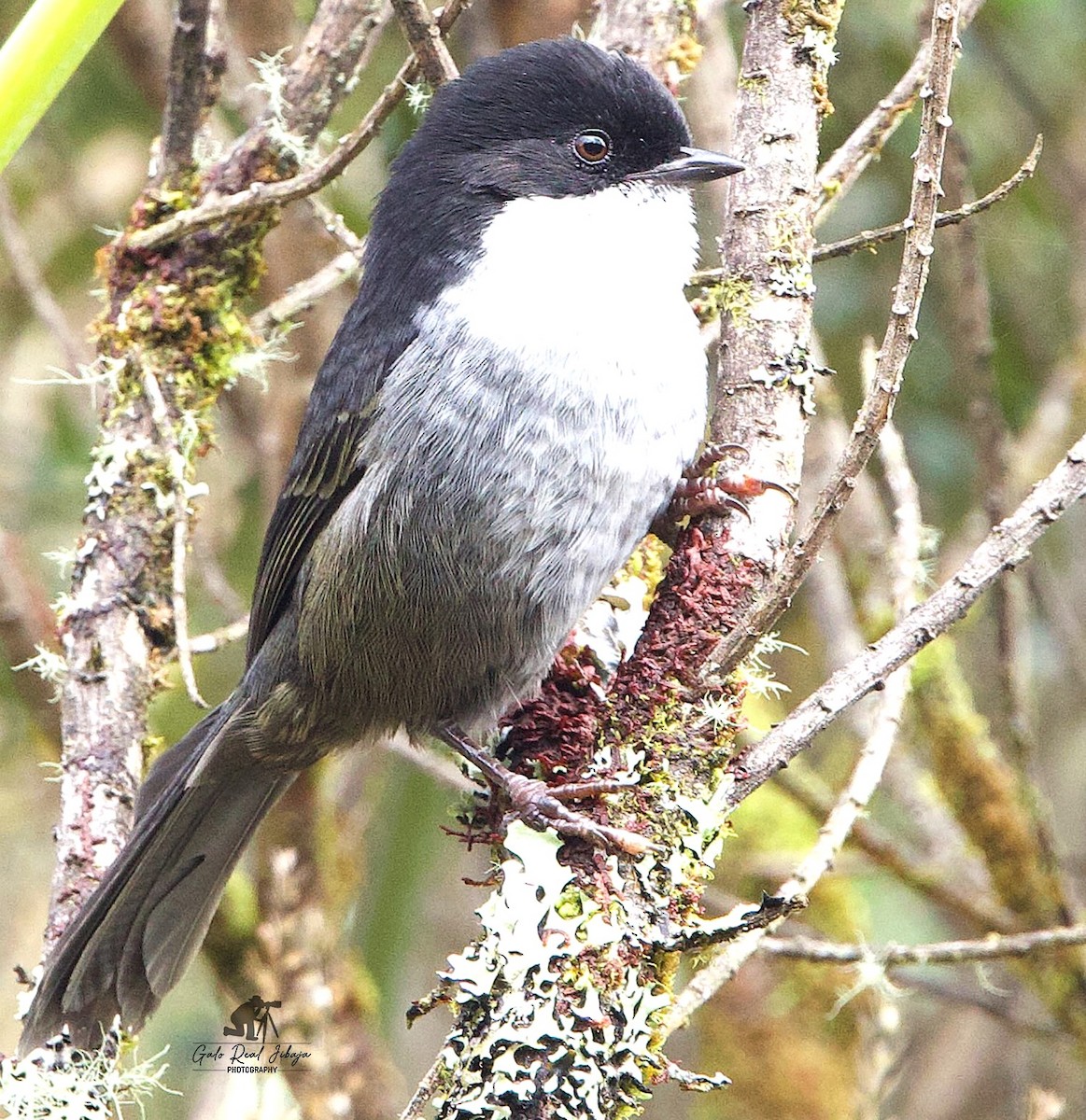 Black-backed Bush Tanager - ML641385204