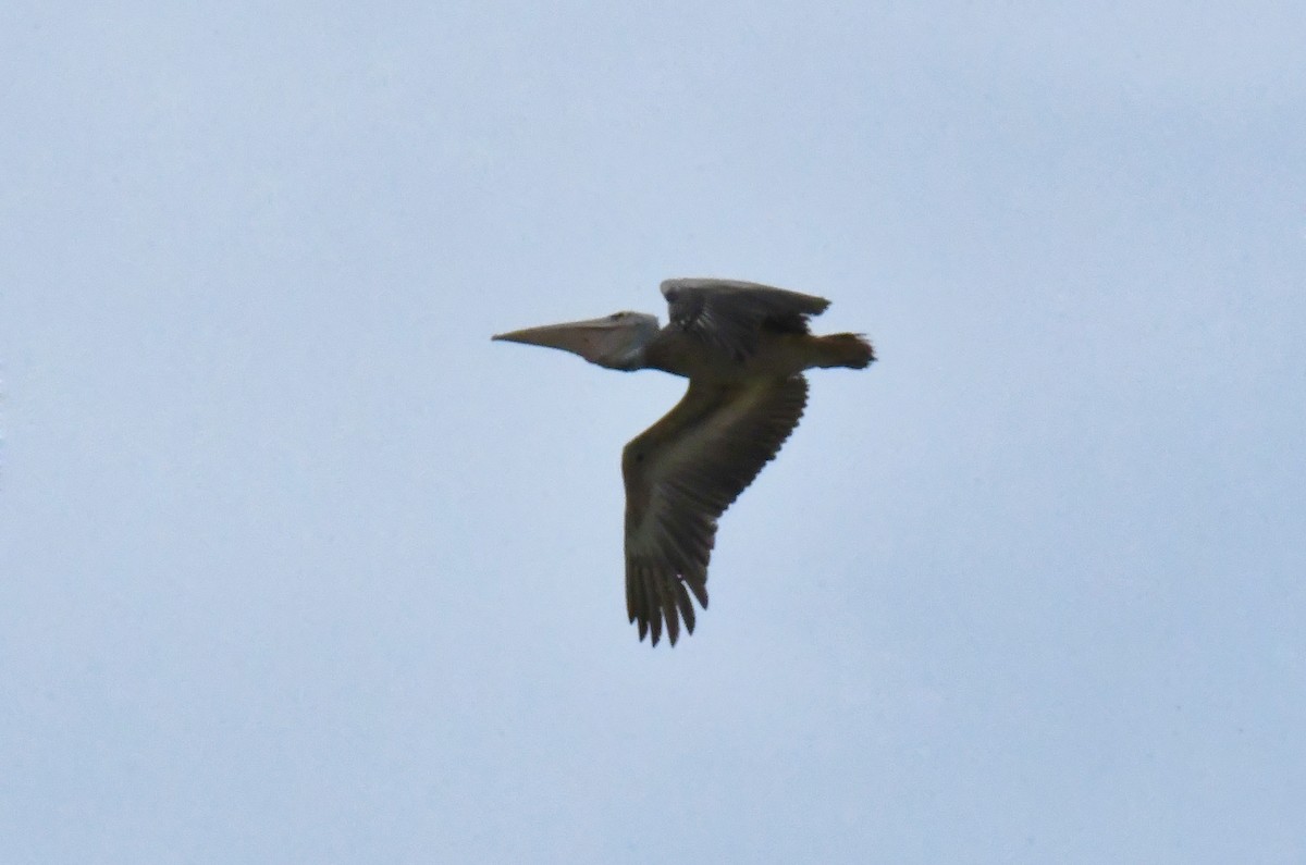 Pélican gris - ML641385205