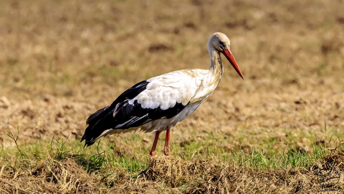 White Stork - ML641385207