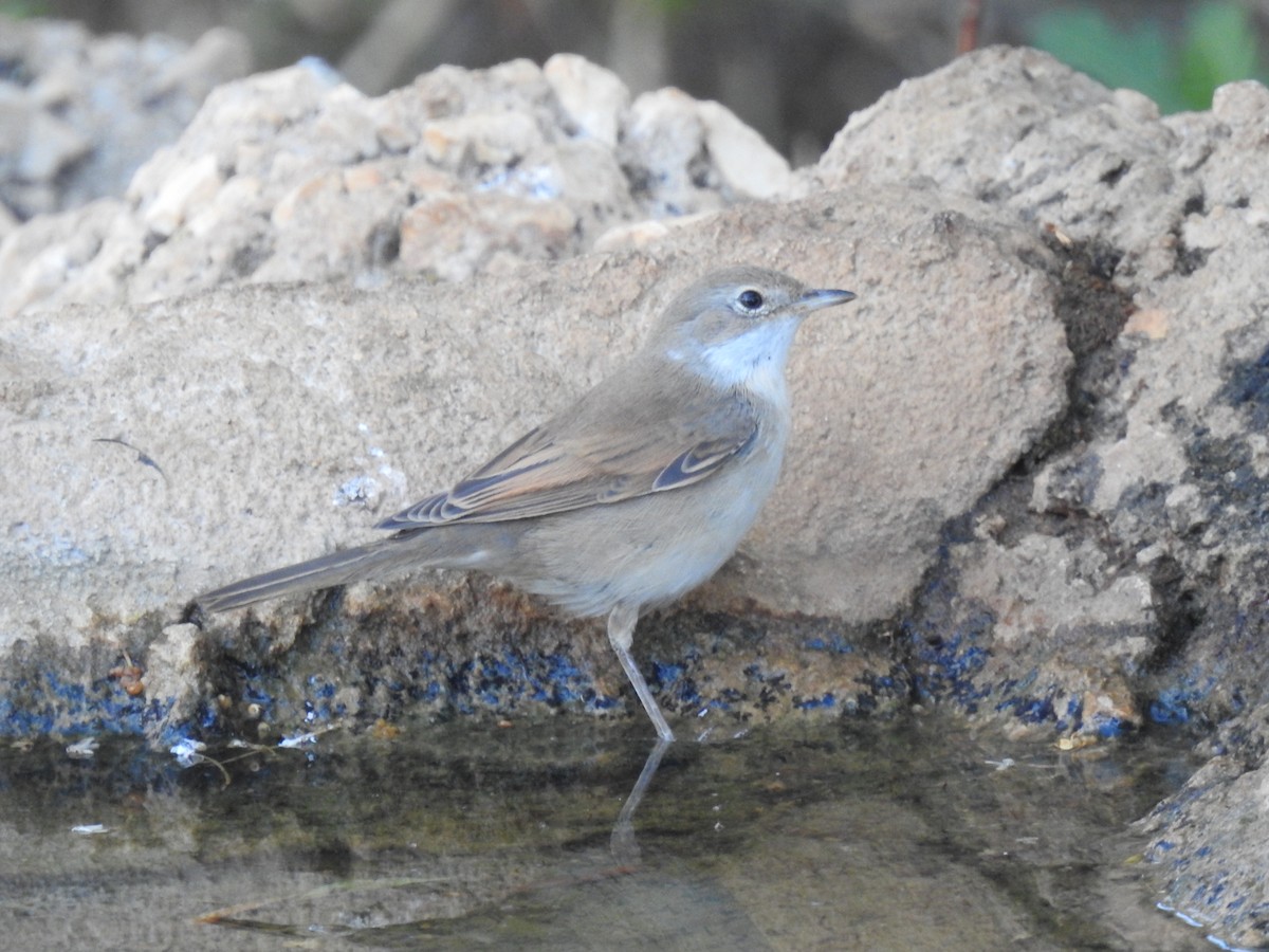 Greater Whitethroat - ML641385230