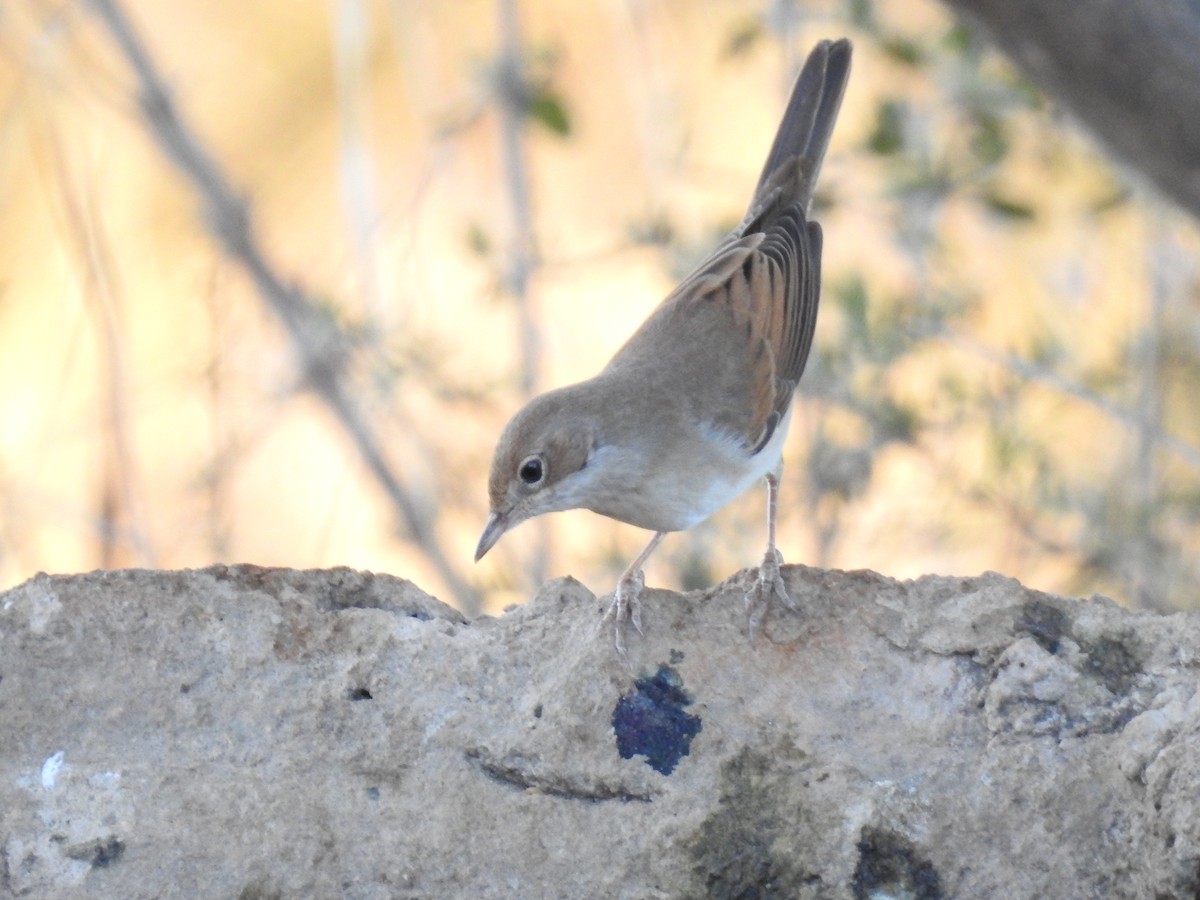 Greater Whitethroat - ML641385231