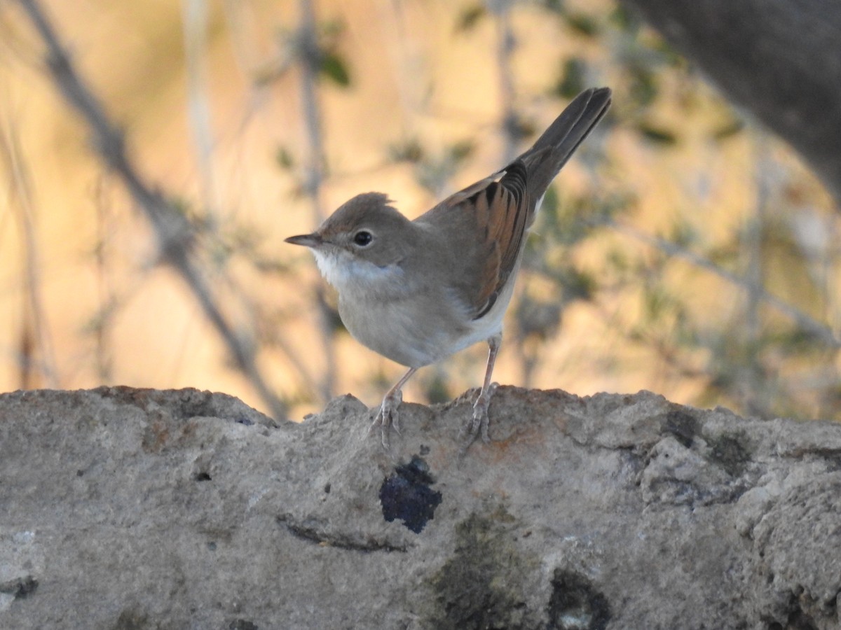 Greater Whitethroat - ML641385232