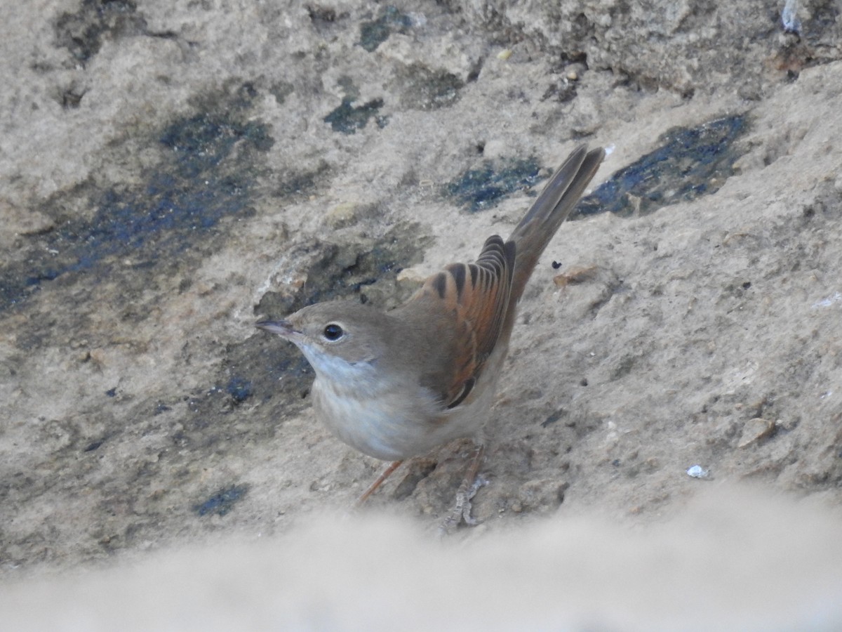 Greater Whitethroat - ML641385233