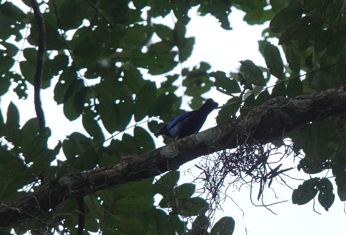 Purple-headed Starling - ML641385234