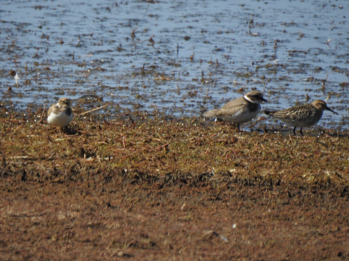 Common Ringed Plover - ML641385256