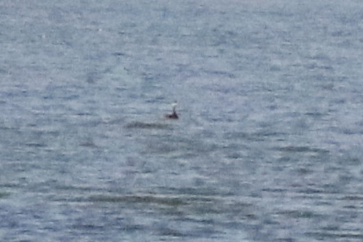 Western/Clark's Grebe - ML641385264