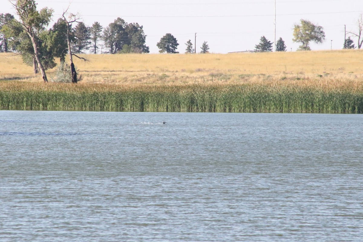 Western/Clark's Grebe - ML641385266