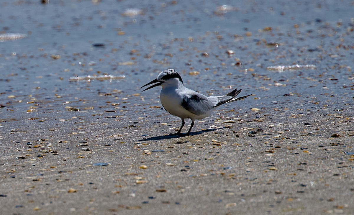 Least Tern - ML641385272