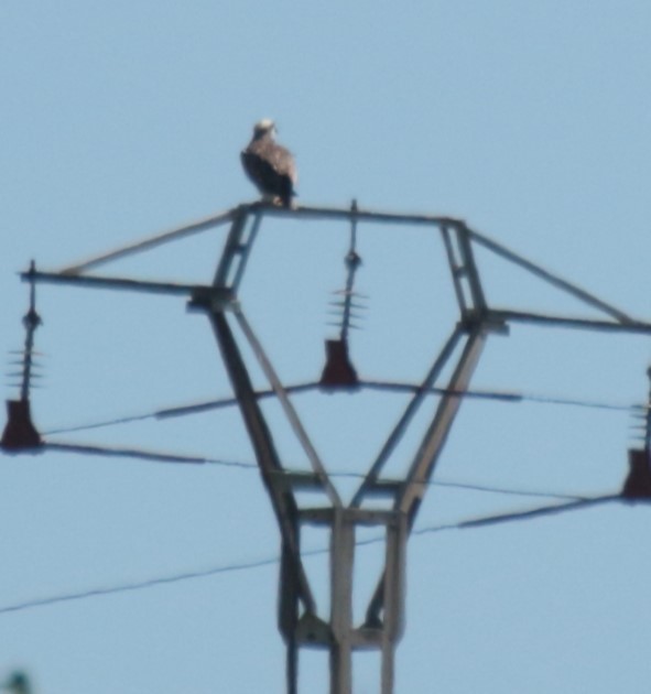 Osprey - ML641385289