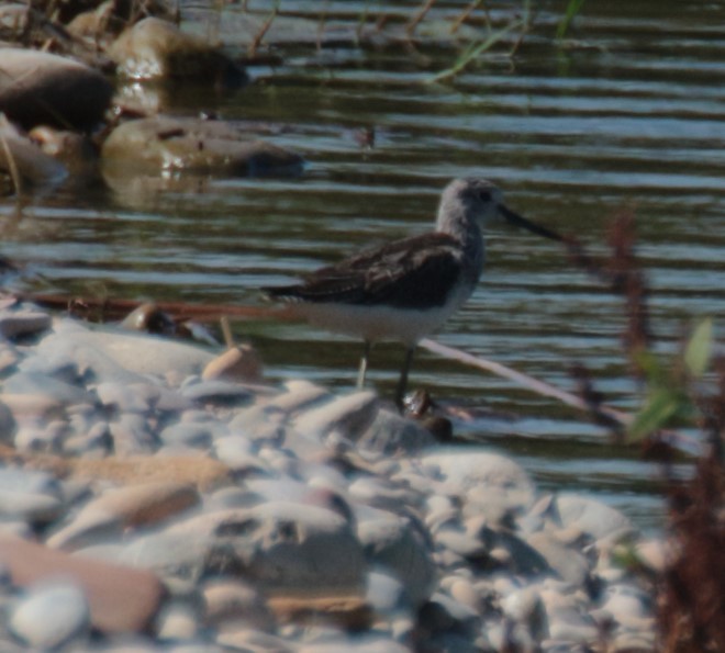 gluttsnipe - ML641385323