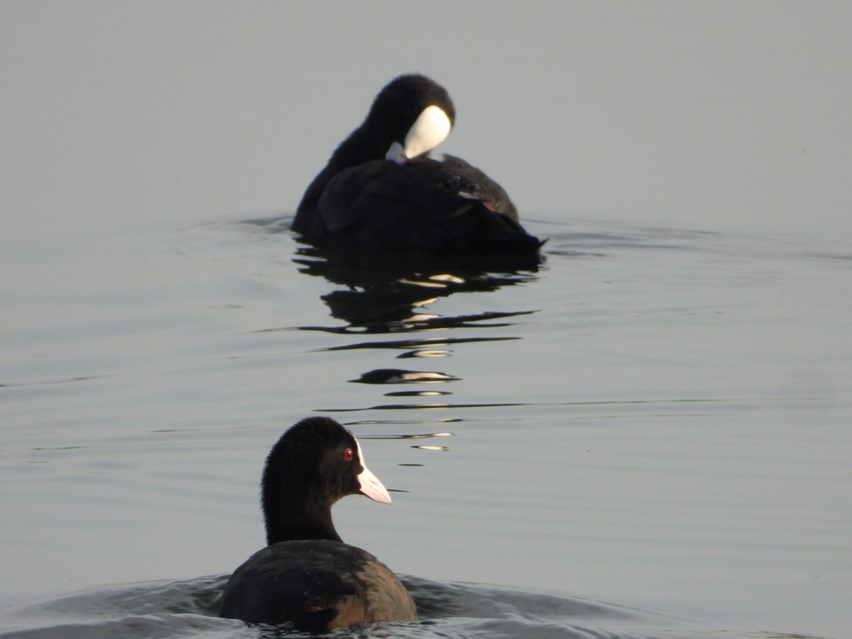 Eurasian Coot - ML641385330