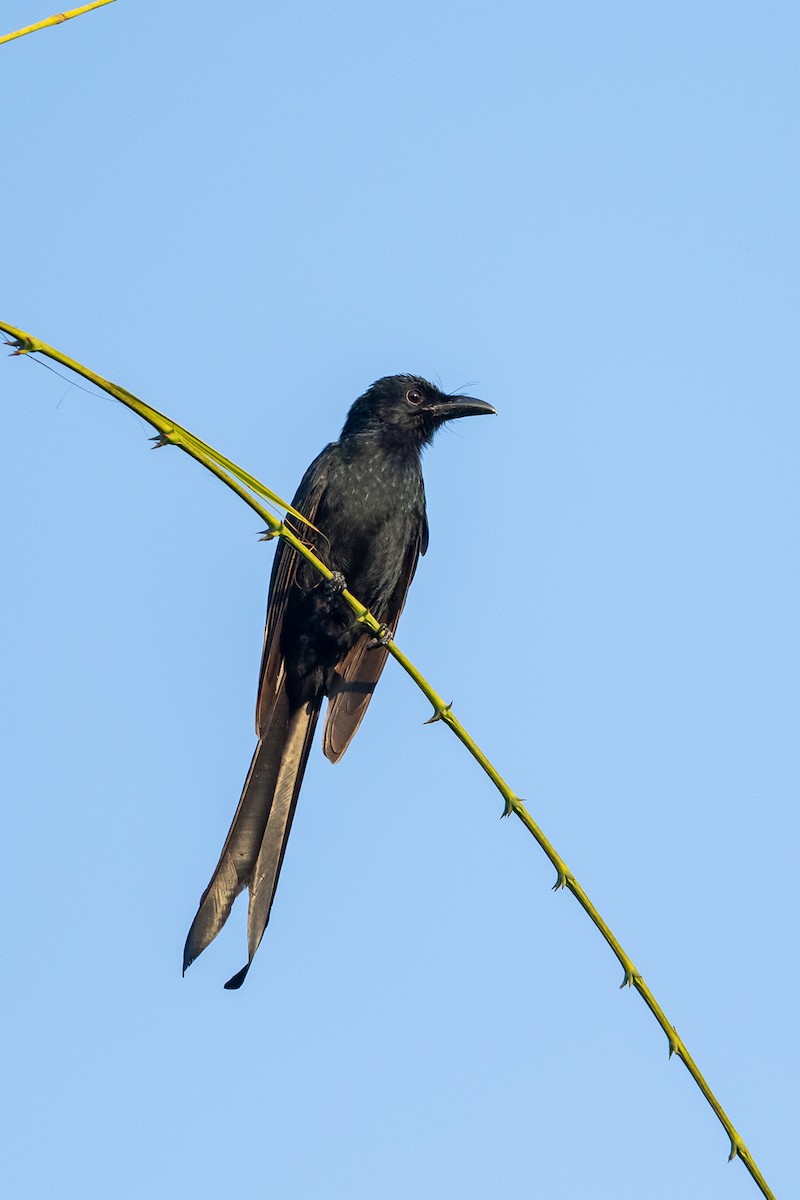 Andaman Drongo - ML641385333