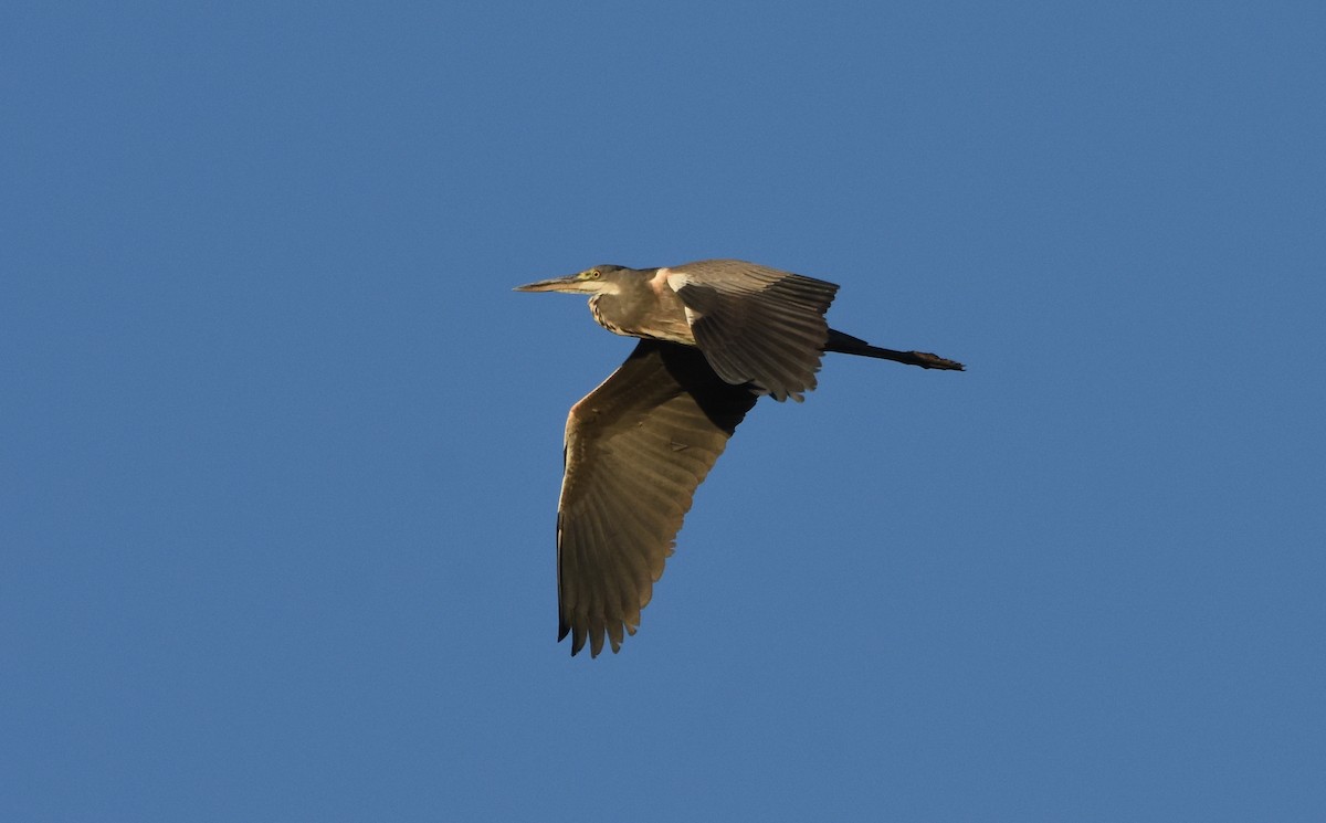 gråhegre - ML641385342