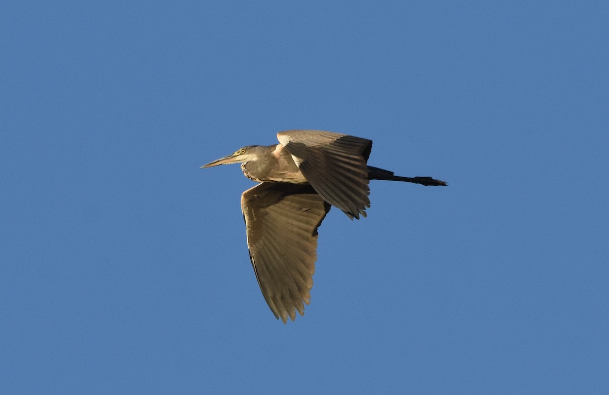 gråhegre - ML641385343