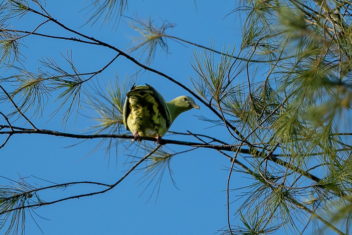 Andaman Green-Pigeon - ML641385346