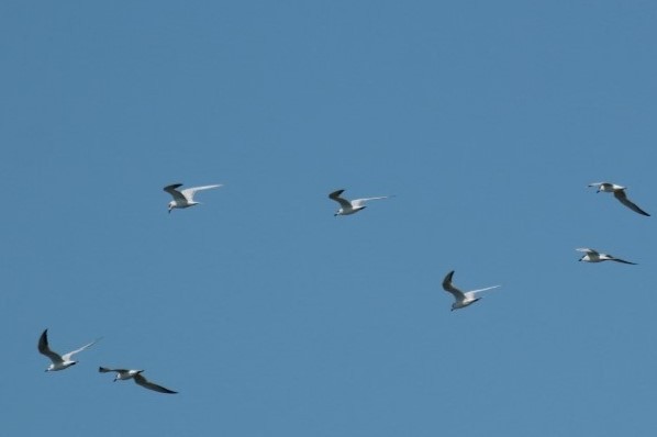 Gull-billed Tern - ML641385347
