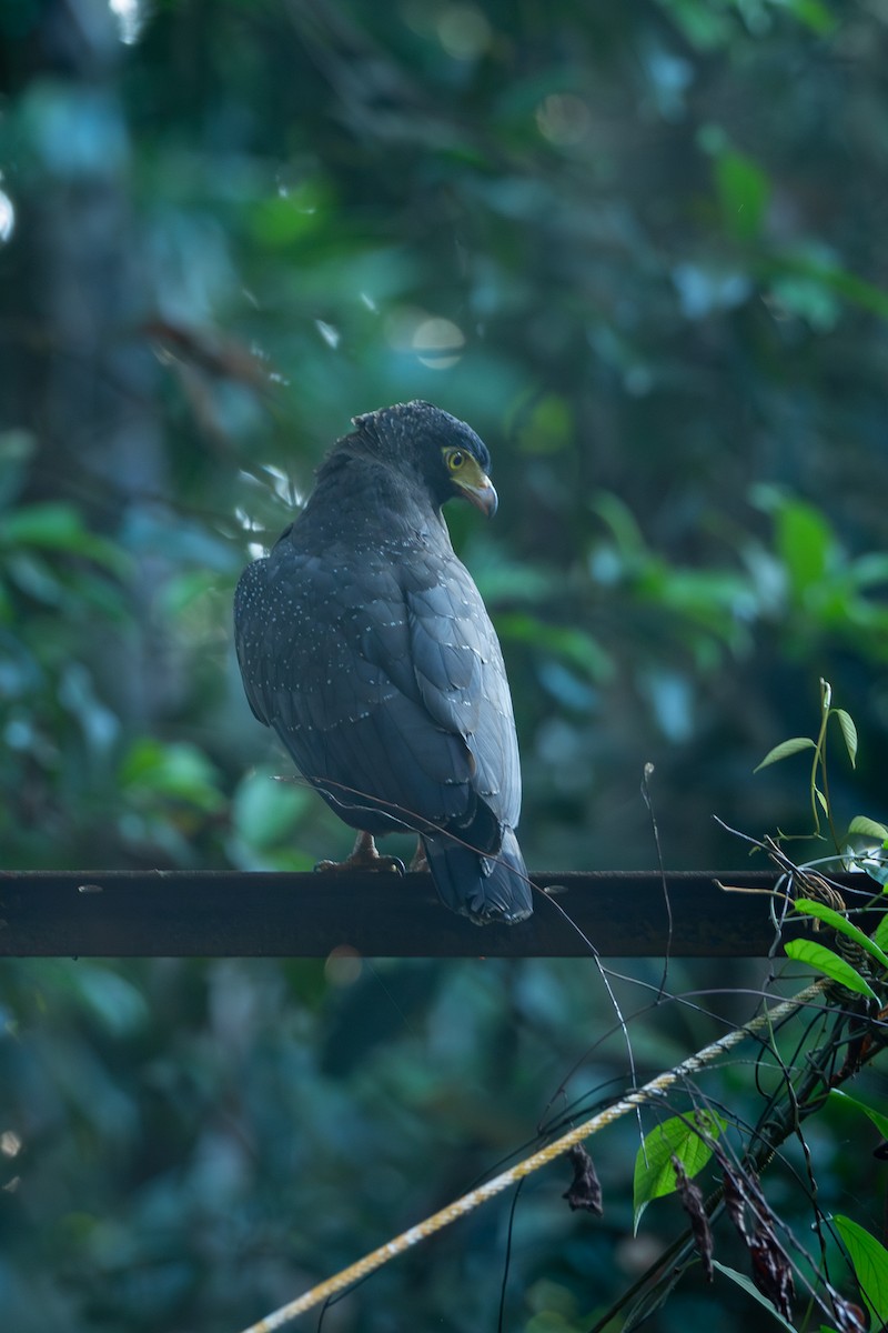 Andaman Serpent-Eagle - ML641385349