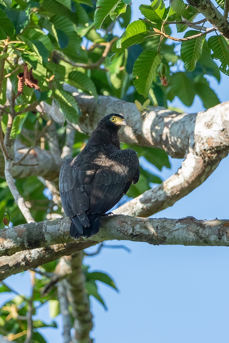 Andaman Serpent-Eagle - ML641385350