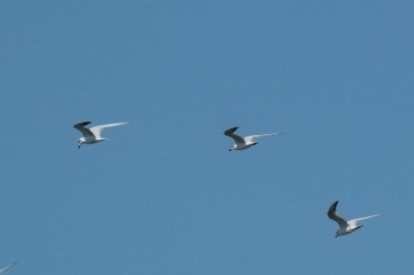 Gull-billed Tern - ML641385359