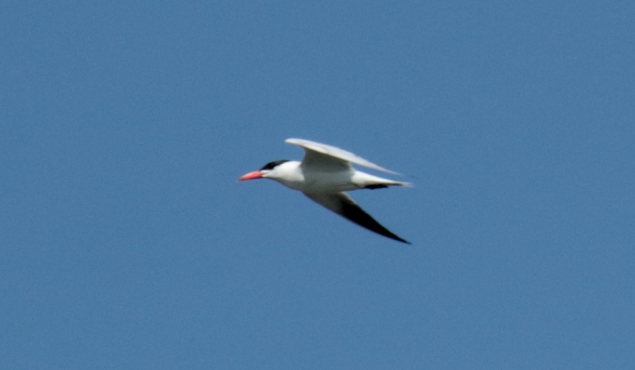 Caspian Tern - ML641385364