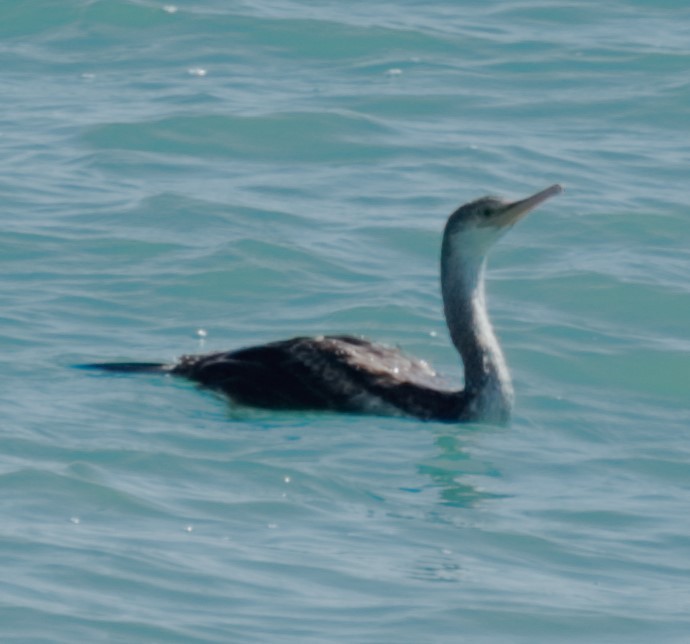 European Shag (Mediterranean) - ML641385369