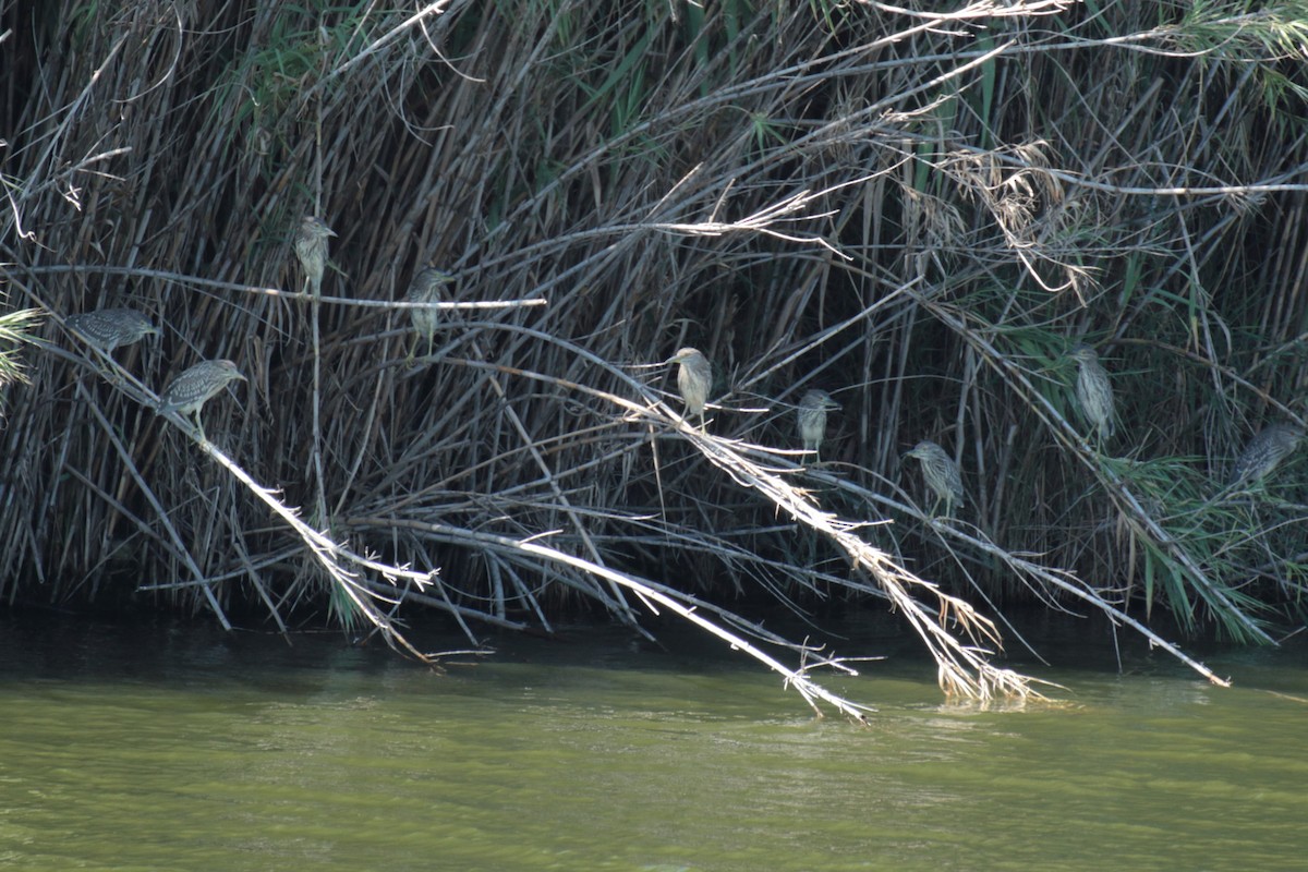 Black-crowned Night Heron - ML641385380