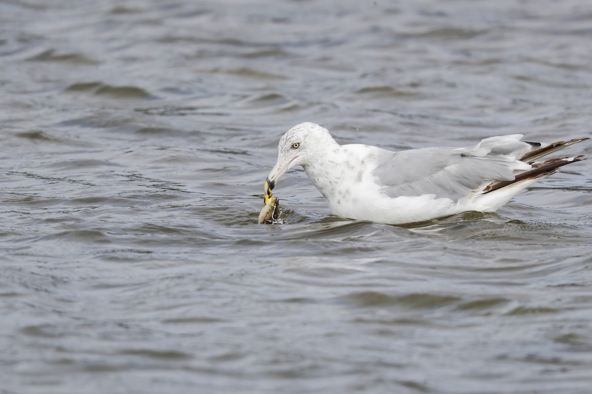 American Herring Gull - ML641385388