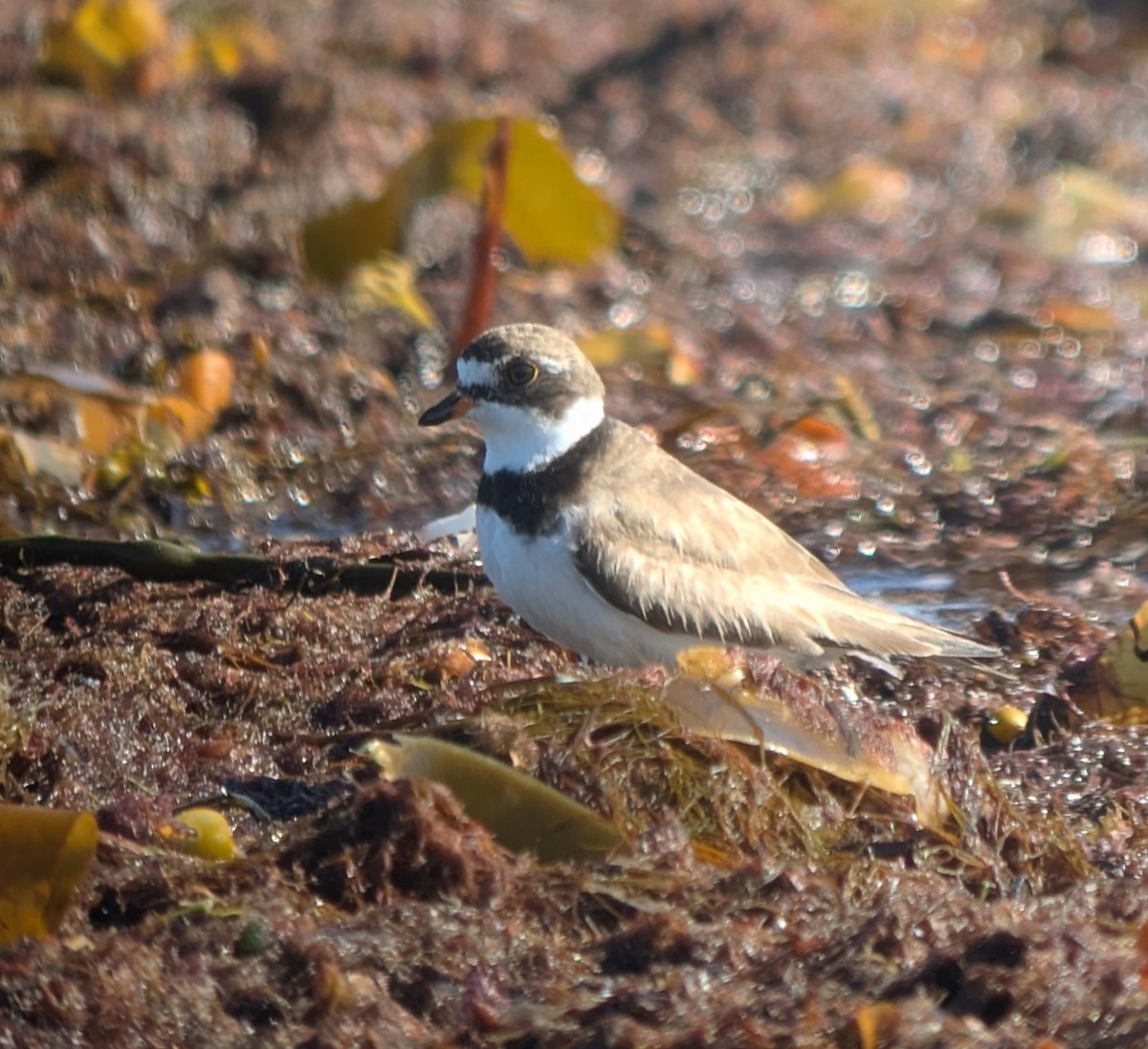Semipalmated Plover - ML641385398